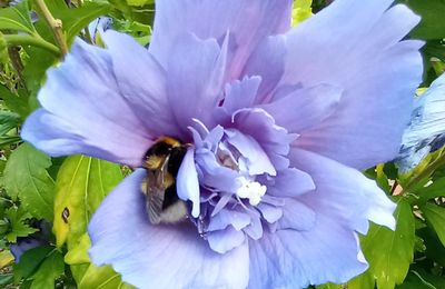 Hibiscus mauve, parme ... 
