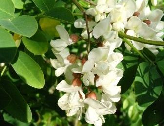 Beignets aux fleurs d'acacia