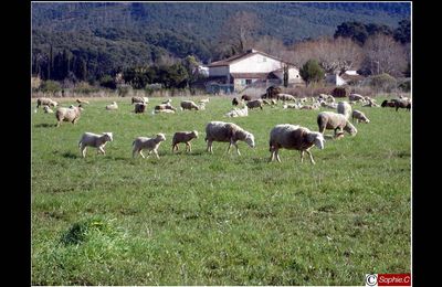 La Famille Moutons