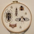 Insectes dorés….
