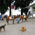 16 juin 2010, soins aux poneys et chirurgie compliquée…