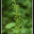 Listère à deux feuilles - listera ovata