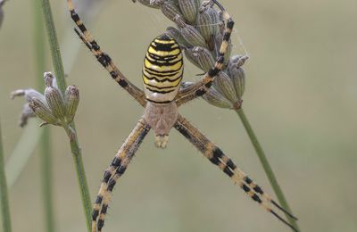 Argiope fascié