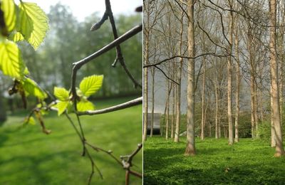 Des fleurs et des feuilles du Danemark