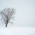 Kent SHIRAISHI photographe - Rien ne bouge, tout change ... "Philosophy's Tree"
