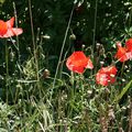 les coquelicots