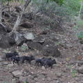 Les 6 petits cochons sauvages de Nuku-Hiva