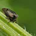 Centrotus Cornutus (Centrote cornu)