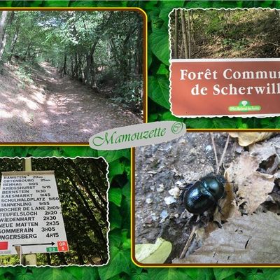 Les châteaux de Scherwiller, le Ramstein et l'Ortenbourg