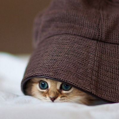 Bonjour,