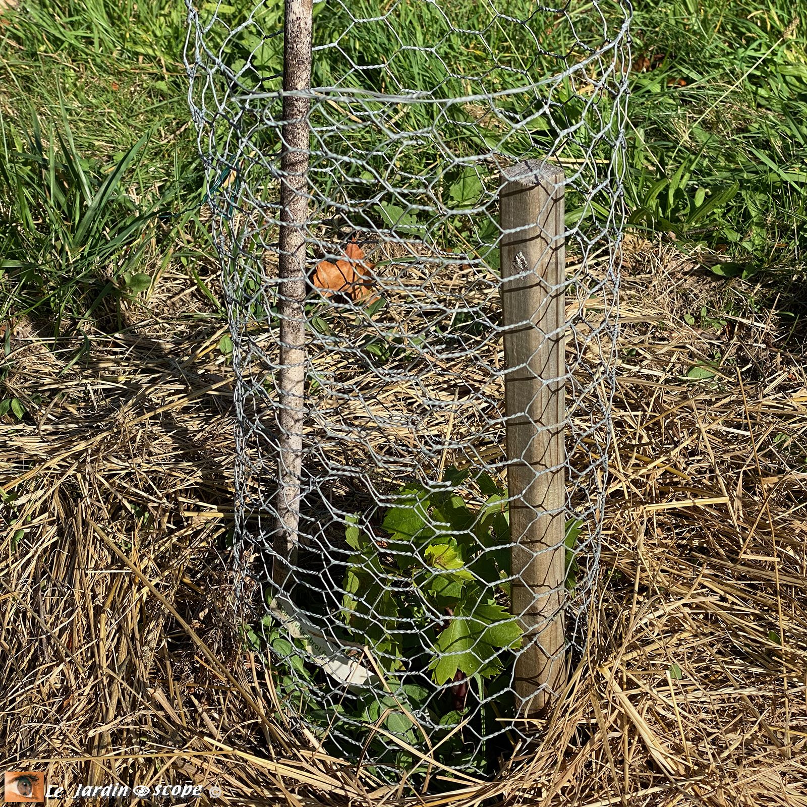 Vignes plantés depuis 6 mois