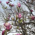 Les magnolias, une pure merveille !