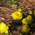 les fleurs du bonheur en hiver...