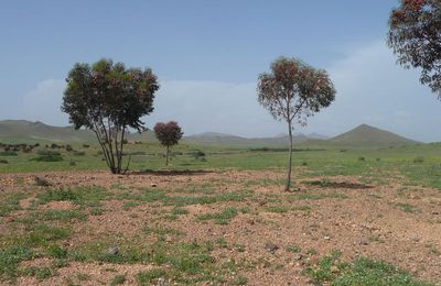 Eucalyptus torquata