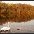 White swan and autumn colours