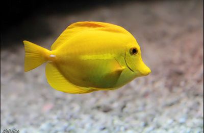 Aquarium de Brest - Oceanopolis