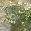 Les fleurs de mon jardin et leurs bienfaits