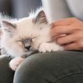 Le Chat de Juillet de la Fée Brodeuse
