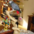 Kiwi, Aloha, Orphée et Aladin mes perroquets