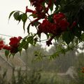 Pluie d'orage