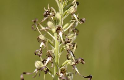 Himantoglossum hircinum