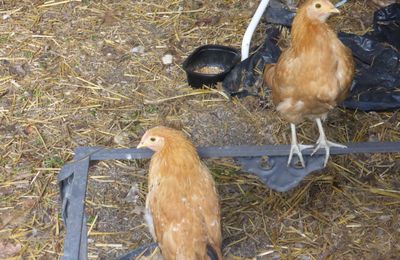 4 MARS - plus de poussinets....ils se sont évaporés...auraient-ils été croqués...