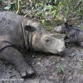 Naissance d’un rhinocéros de Sumatra dans un sanctuaire indonésien