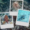 Bora Bora : le lagon (3)
