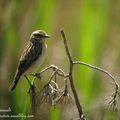 Tarier des prés, Saxicola rubetra