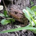 Petit inventaire de la vie dans notre jardin. 