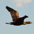 Les Cormorans:Le Grand Cormoran