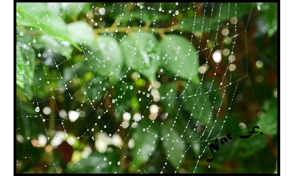 Quelques gouttes de pluie