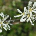 De belles fleurs blanches qui ouvrent la bal au printemps