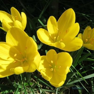 mes crocus en fleurs 