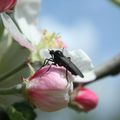 Insecte sur Fleurs de pommiers Canon EOS350D -