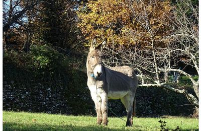 La Rencontre Cévenole