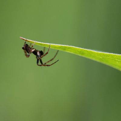 Araignée