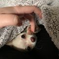 Le Chihuahua de Cloeti