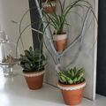 DIY déco nature récup - une branche porte-plantes 