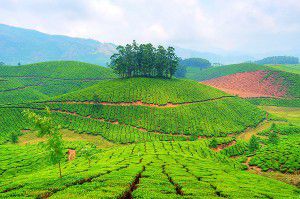 Voyage Inde du Sud : Munnar