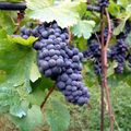 30 % des récoltes de céréales et 18 % des récoltes de raisins perdues - 30% of cereal harvests and 18% of grape harvests lost