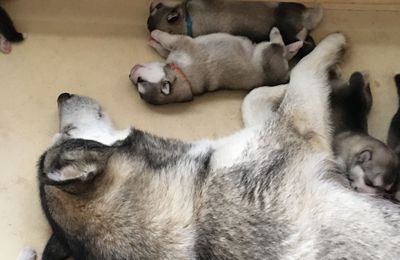 Les chiots de Laïka : de l'état de foetus à celui de chiots nouveaux-nés d'une semaine