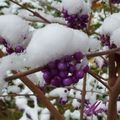 Promenade dans la neige...