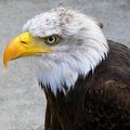 Les fetes du Roi de l'oiseau, aigle royal pour ouvrir et d'autres 