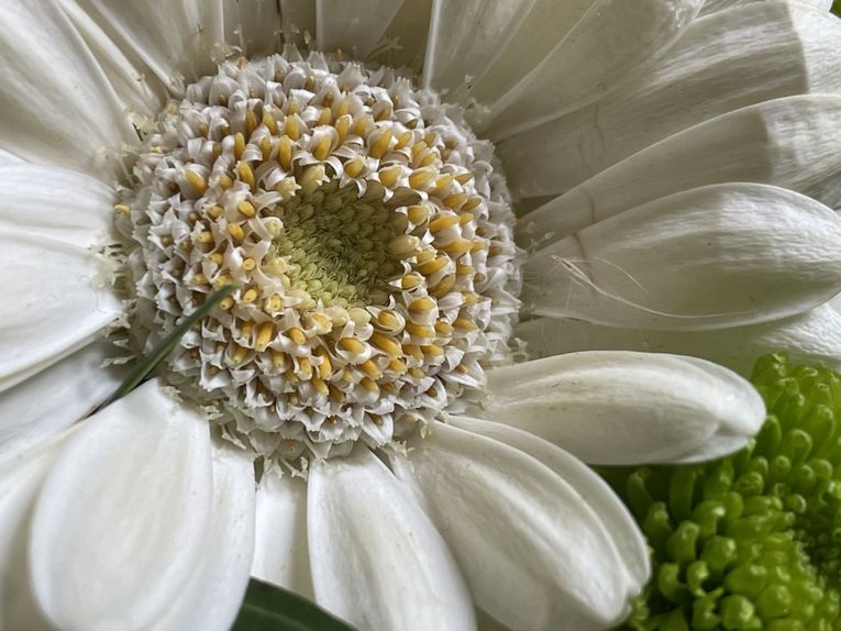 Lundi 27 octobre 2025 Ma gentille voisine m'a offert un beau bouquet dernièrement ,&quot;Un petit bouquet pour prolonger la beauté du geste. Belle semaine à vous qui passez par ici ! mon diapo s'en suit 