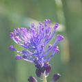 LE MUSCARI À TOUPET (spécial bebegrisou)