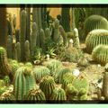 Cactus, il en existe environ 2500 variétés