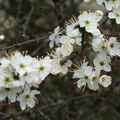 LE PRINTEMPS J-2...
