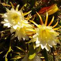 CACTUS REINE DE LA NUIT âgé de plus de 50 ans