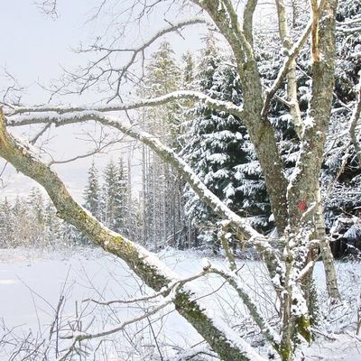les HAUTES VOSGES et la NEIGE